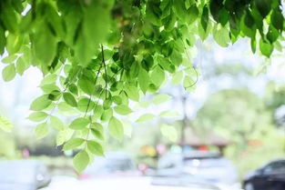 過春風(fēng)十里的過什么意思,揚(yáng)州慢過春風(fēng)十里,我看過春風(fēng)十里