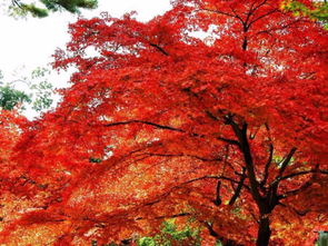 有關(guān)紅葉的典故,紅葉意象的典故,紅葉賦詩的典故