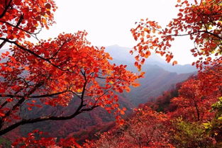 紅葉的典故簡短