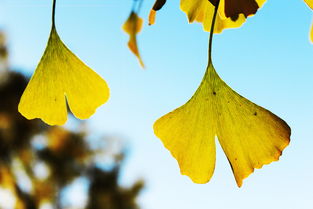銀杏葉,典故