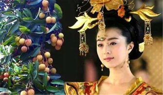 貴妃,典故,荔枝