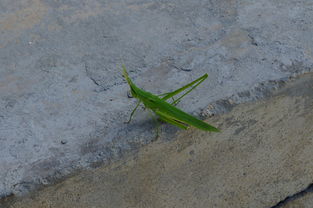 螳臂當(dāng)車典故m,螳臂當(dāng)車典故類似,螳臂當(dāng)車典故50字