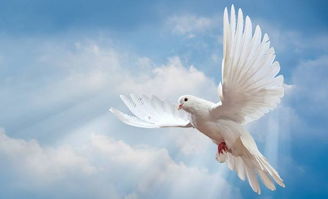 和平日活動(dòng)策劃方案