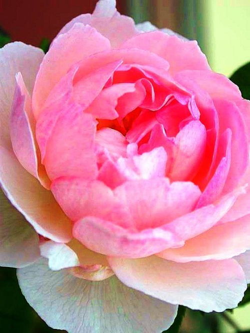 百讀不厭,字字珠璣,句子,能量