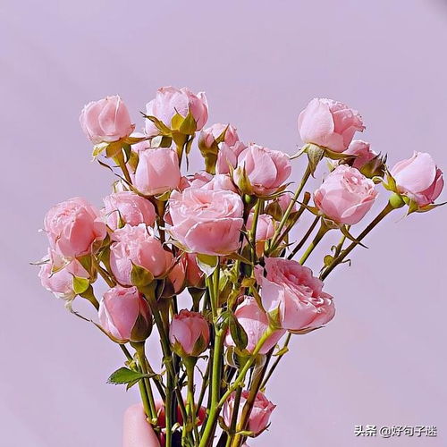 熱愛生活正能量的句子長句