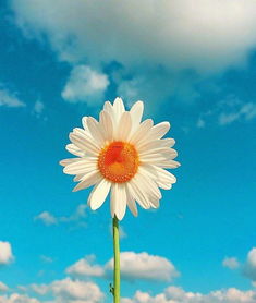 有夢(mèng)想的正能量句子簡(jiǎn)短