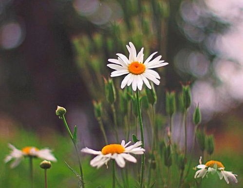 人生積極樂(lè)觀正能量句子簡(jiǎn)短,正能量人生道路的句子,人生正能量的經(jīng)典句子