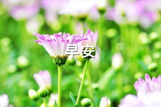 早安,短語,句子,能量