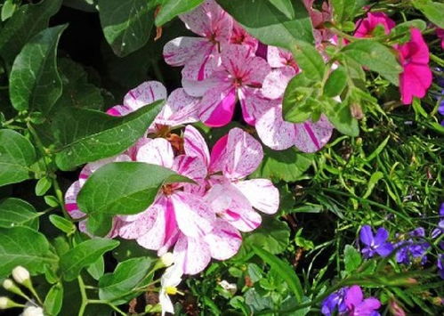 句子,能量,學生