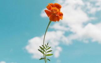 感恩遇見的正能量句子