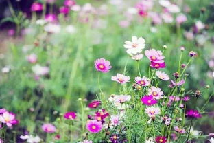 欣賞花的句子正能量,植物正能量的句子,欣賞正能量的句子