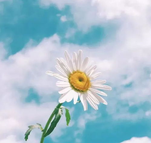 早晨陽(yáng)光的正能量唯美句子,陽(yáng)光正能量的說(shuō)說(shuō)唯美句子,積極陽(yáng)光正能量的句子_唯美的句子