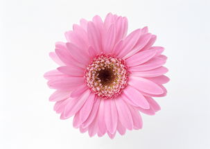 句子,能量,植物,欣賞