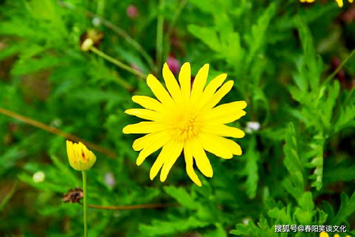 句子,百態(tài),能量,人生