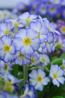 表揚(yáng)小朋友練古箏的正能量句子