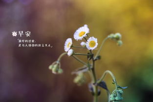 正能量早安的英語句子說說心情短語