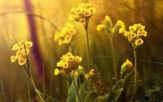 正能量古風(fēng)唯美勵(lì)志句子大全,正能量古風(fēng)唯美意境句子簡(jiǎn)短,追星正能量古風(fēng)唯美的句子