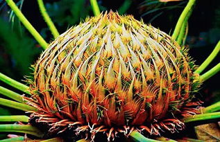 鐵樹開花的正能量句子