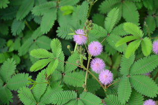 描寫含羞草的句子,含羞草的朋友圈的句子,含羞草的優(yōu)美句子簡短