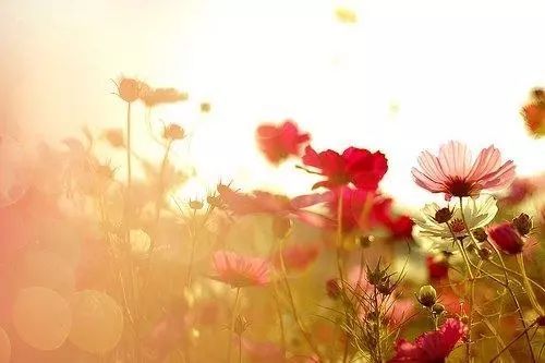 情感積極向上正能量的句子