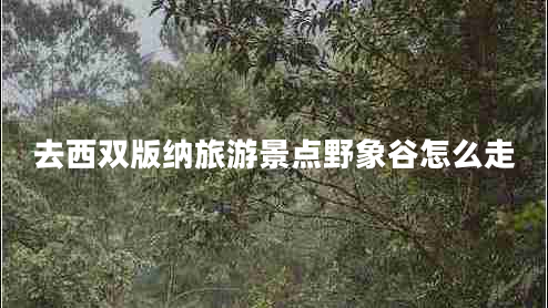 去西雙版納旅游景點野象谷怎么走 去西雙版納旅游景點野象谷怎么走