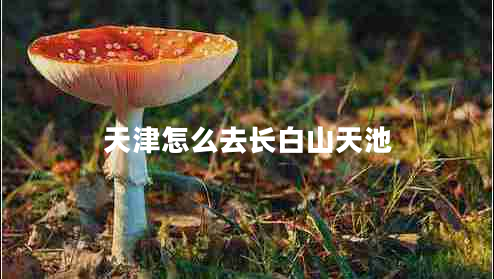 天津怎么去長(zhǎng)白山天池 天津怎么去長(zhǎng)白山天池