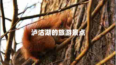 瀘沽湖的旅游景點(diǎn)