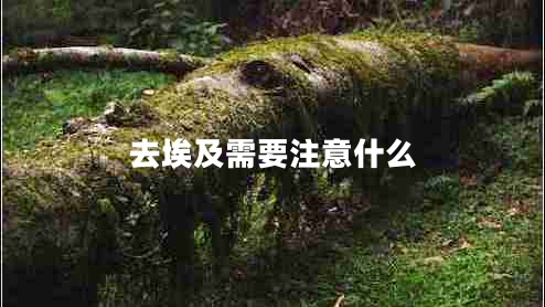 去埃及需要注意什么 去埃及需要注意什么