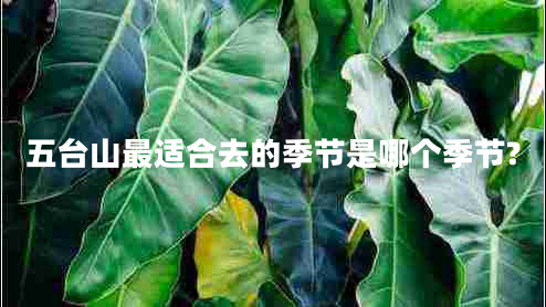 五臺(tái)山最適合去的季節(jié)是哪個(gè)季節(jié)? 五臺(tái)山最適合去的季節(jié)是哪個(gè)季節(jié)?