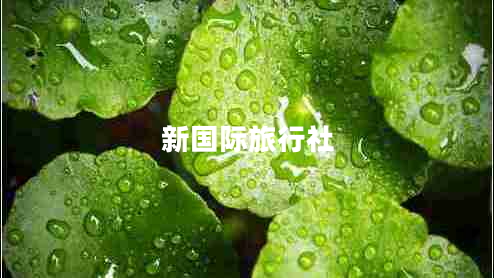新國際旅行社 新國際旅行社