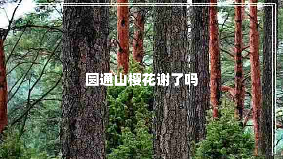 圓通山櫻花謝了嗎 圓通山櫻花謝了嗎