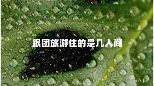 跟團(tuán)旅游住的是幾人間