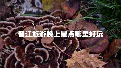 晉江旅游晚上景點(diǎn)哪里好玩 晉江旅游晚上景點(diǎn)哪里好玩