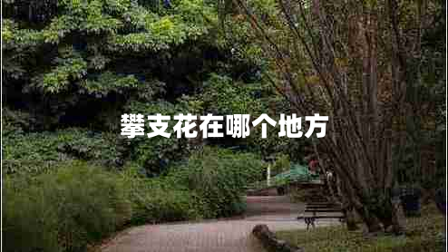 攀支花在哪個(gè)地方