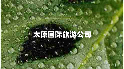 太原國(guó)際旅游公司
