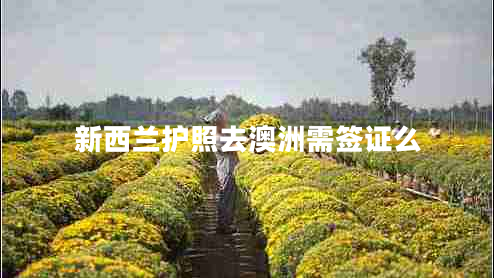 新西蘭護(hù)照去澳洲需簽證么 新西蘭護(hù)照去澳洲需簽證么