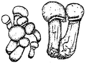 防止菌種衰退的方法有哪些