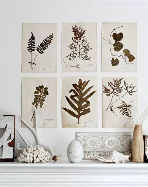 植物標本方法有哪些