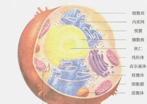 動(dòng)物細(xì)胞的方法有哪些特點(diǎn)是