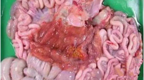 動(dòng)物寄生蟲病診斷方法有哪些