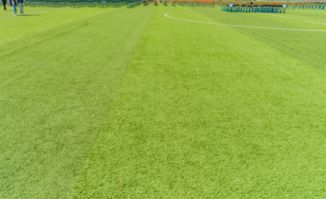 草坪草有哪些分類方法