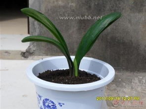 哪些植物保護有自己的方法