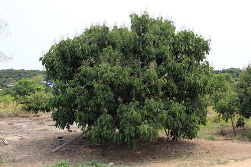 描寫桂花香詩(shī)句古詩(shī)詞