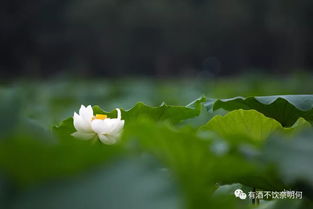 關(guān)于植物輪回的詩句