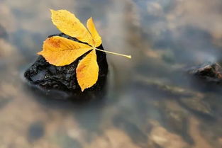 關于秋葉的詩句古詩詞