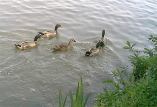 描寫湖面鴨子與人和諧相處的古詩(shī)句