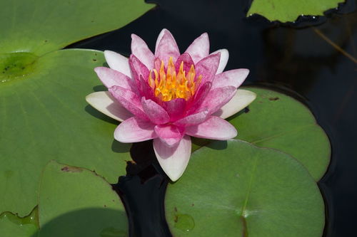 描寫荷花或荷葉的古詩句