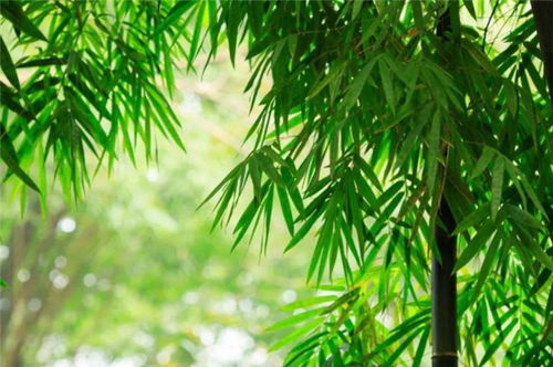 關(guān)于夏天綠色的詩句古詩,形容夏天綠色的詩句,夏天滿眼綠色的詩句