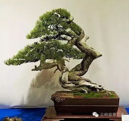 有關(guān)冬天松樹的古詩(shī)句