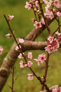 描寫梨花帶雨的古詩句
